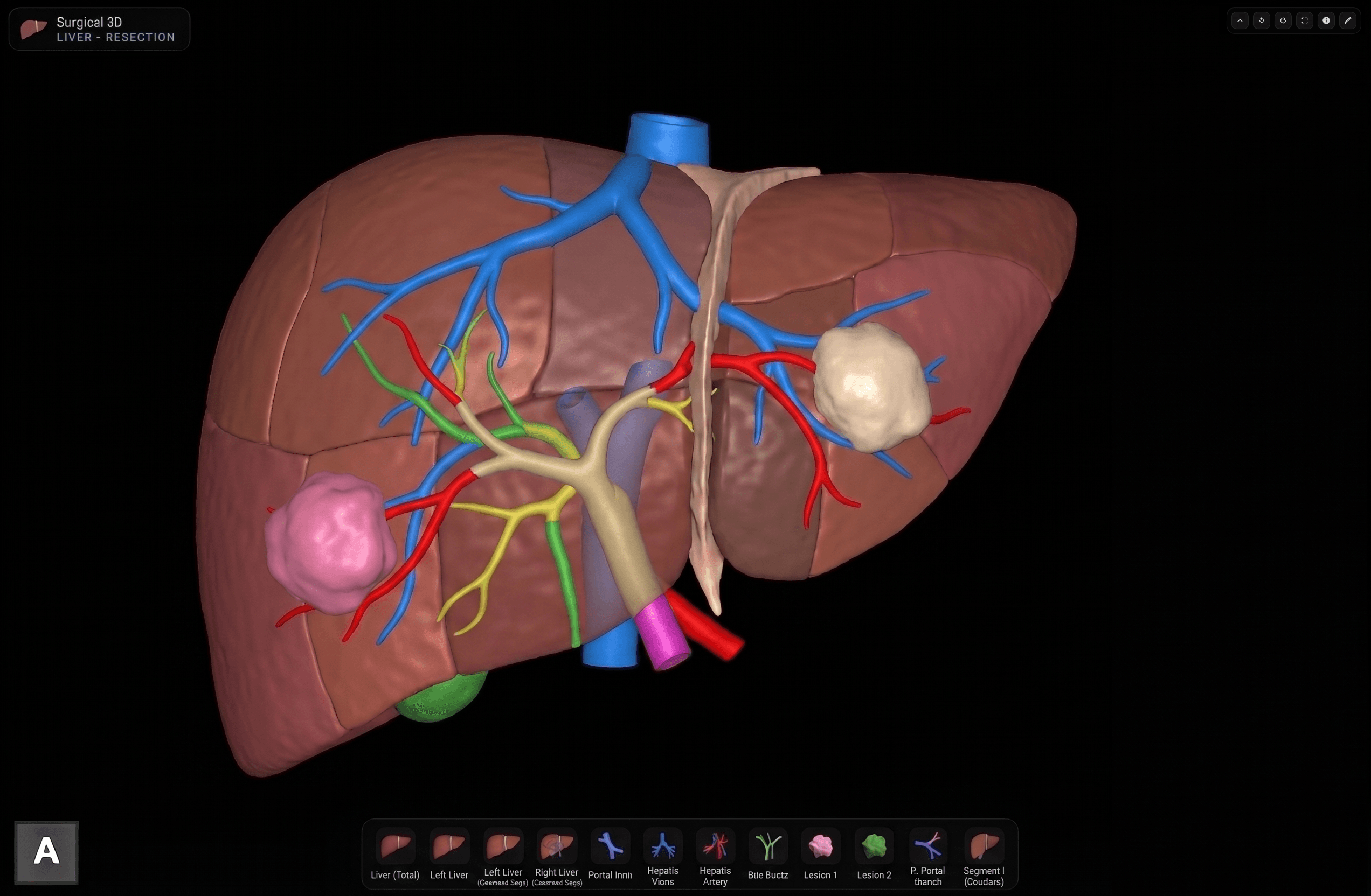 Liver render preview