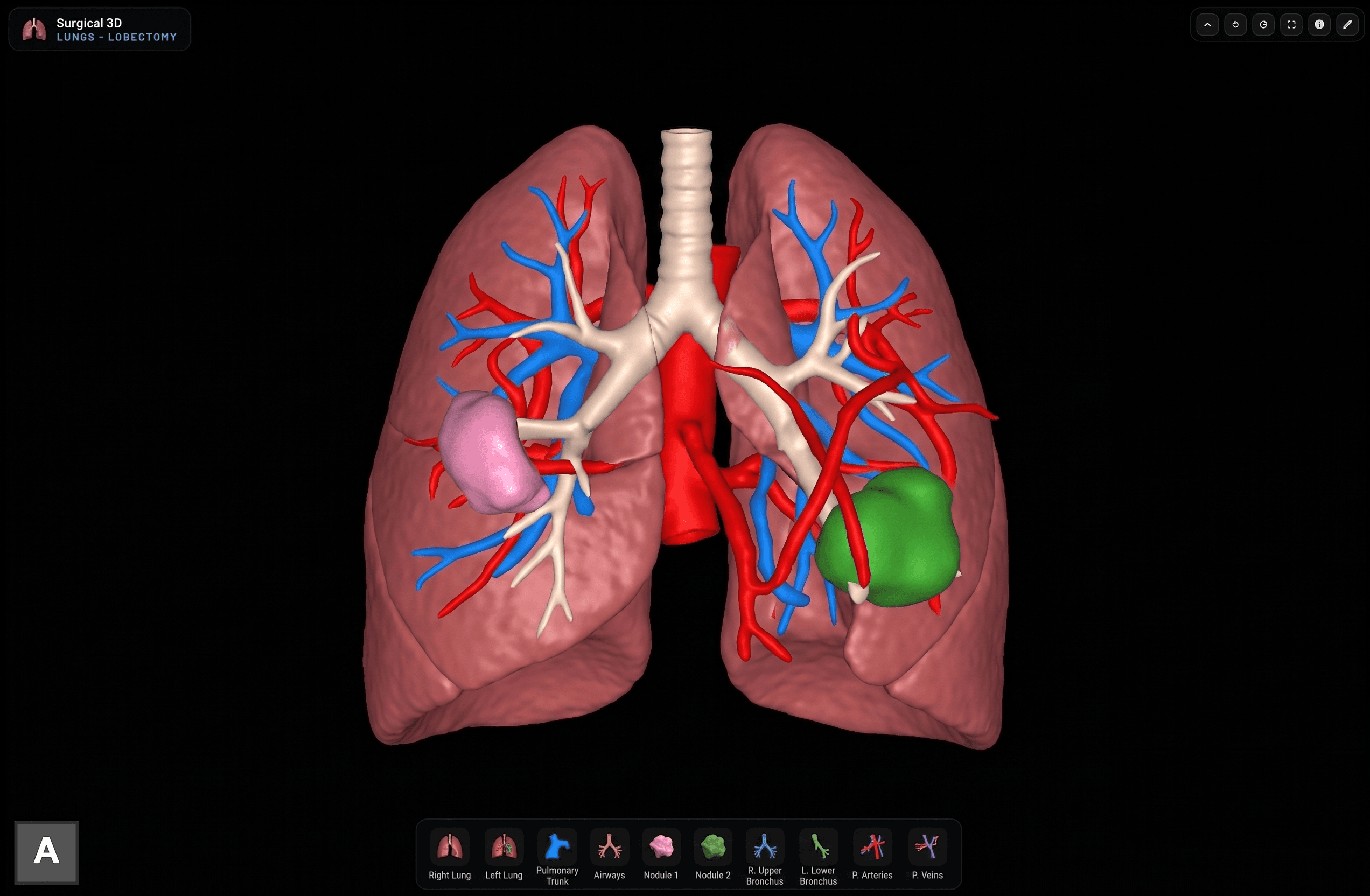 Lungs render preview